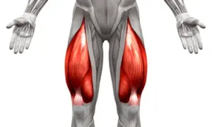 Todo sobre el músculo del cuádriceps femoral: funciones y lesiones