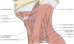 Todo lo que necesitas saber sobre los músculos del cuello y su función