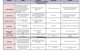 Todo sobre el músculo superciliar: función y su impacto en la expresión