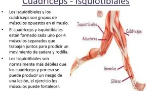 Todo sobre los cuádriceps: músculos de la pierna y su importancia