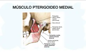 Todo lo que necesitas saber sobre el músculo pterigoideo y su función