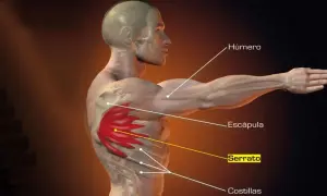 Todo sobre los músculos serratos anteriores: anatomía y funciones esenciales