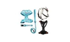 Las mejores correas y collares para perros: comodidad y estilo para tu mascota