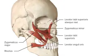 Músculos faciales: funciones esenciales y su impacto en la expresión