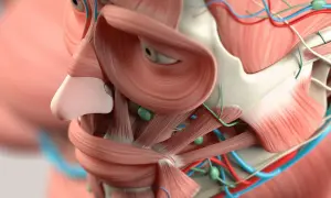 Anatomía detallada de los músculos, vasos sanguíneos y ganglios linfáticos de la cara.