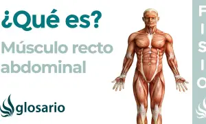 Todo sobre el músculo recto del abdomen: anatomía, funciones y ejercicios