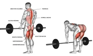 Anatomía muscular del peso muerto rumano, mostrando glúteos, isquiotibiales y espalda.