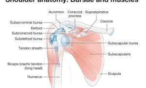 Los músculos del hombro y brazo: funciones y su impacto en el movimiento