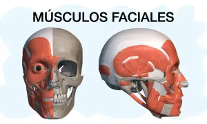 Músculos de la cara y cuello: funciones esenciales que no conocías
