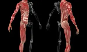 Qué porcentaje de músculos hay en nuestro cuerpo y su impacto en salud