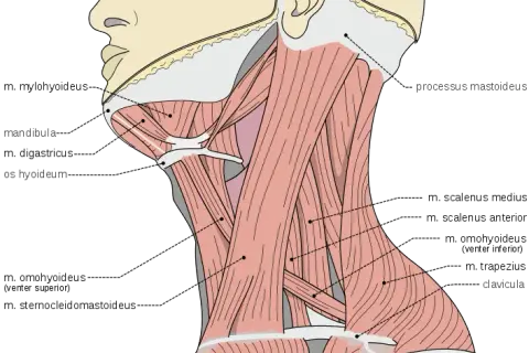 Todo lo que necesitas saber sobre los músculos del cuello y su función