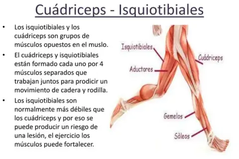 Todo sobre los cuádriceps: músculos de la pierna y su importancia