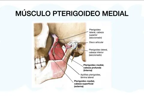 Todo lo que necesitas saber sobre el músculo pterigoideo y su función