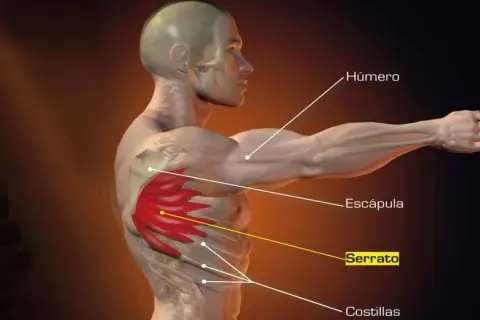 Todo sobre los músculos serratos anteriores: anatomía y funciones esenciales