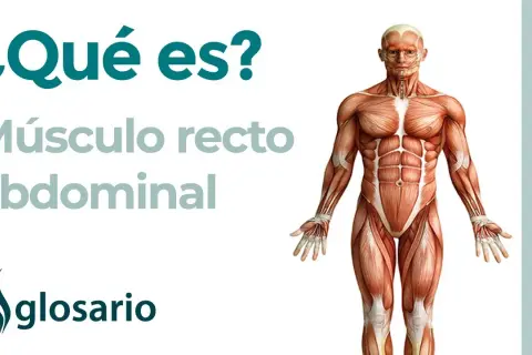 Todo sobre el músculo recto del abdomen: anatomía, funciones y ejercicios