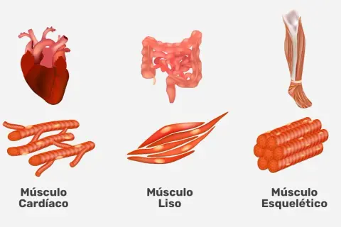 Tipos de músculo: conoce las diferencias entre esquelético, cardíaco y liso