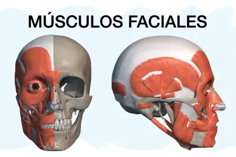 Músculos de la cara y cuello: funciones esenciales que no conocías