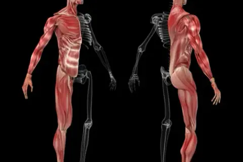 Qué porcentaje de músculos hay en nuestro cuerpo y su impacto en salud