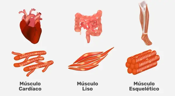 Tipos de músculo: conoce las diferencias entre esquelético, cardíaco y liso