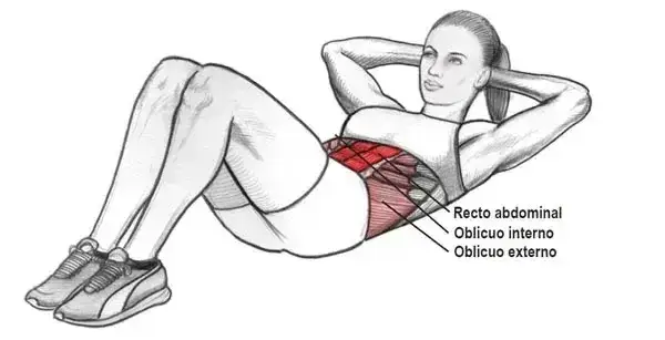 Los secretos de los músculos abdominales: tipos, funciones y ejercicios