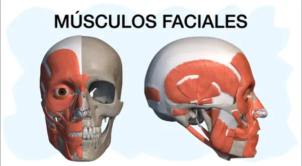Músculos de la cara y cuello: funciones esenciales que no conocías