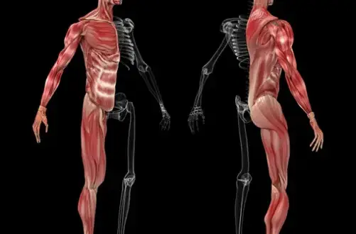 Qué porcentaje de músculos hay en nuestro cuerpo y su impacto en salud