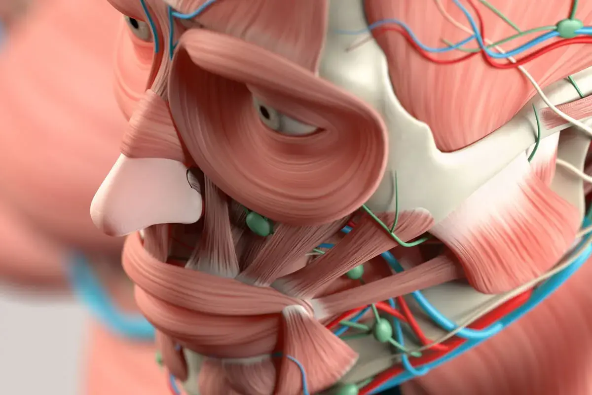 Anatomía detallada de los músculos, vasos sanguíneos y ganglios linfáticos de la cara.