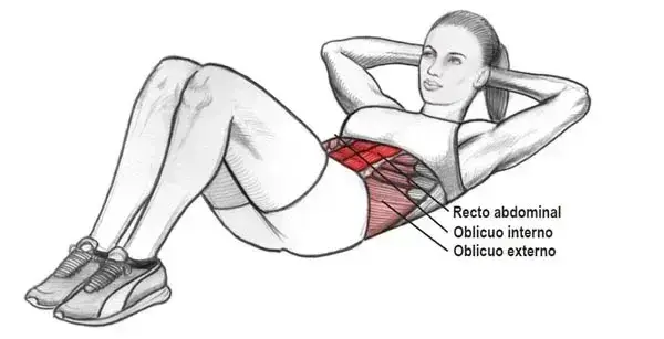Los secretos de los músculos abdominales: tipos, funciones y ejercicios