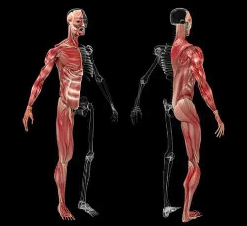 Qué porcentaje de músculos hay en nuestro cuerpo y su impacto en salud