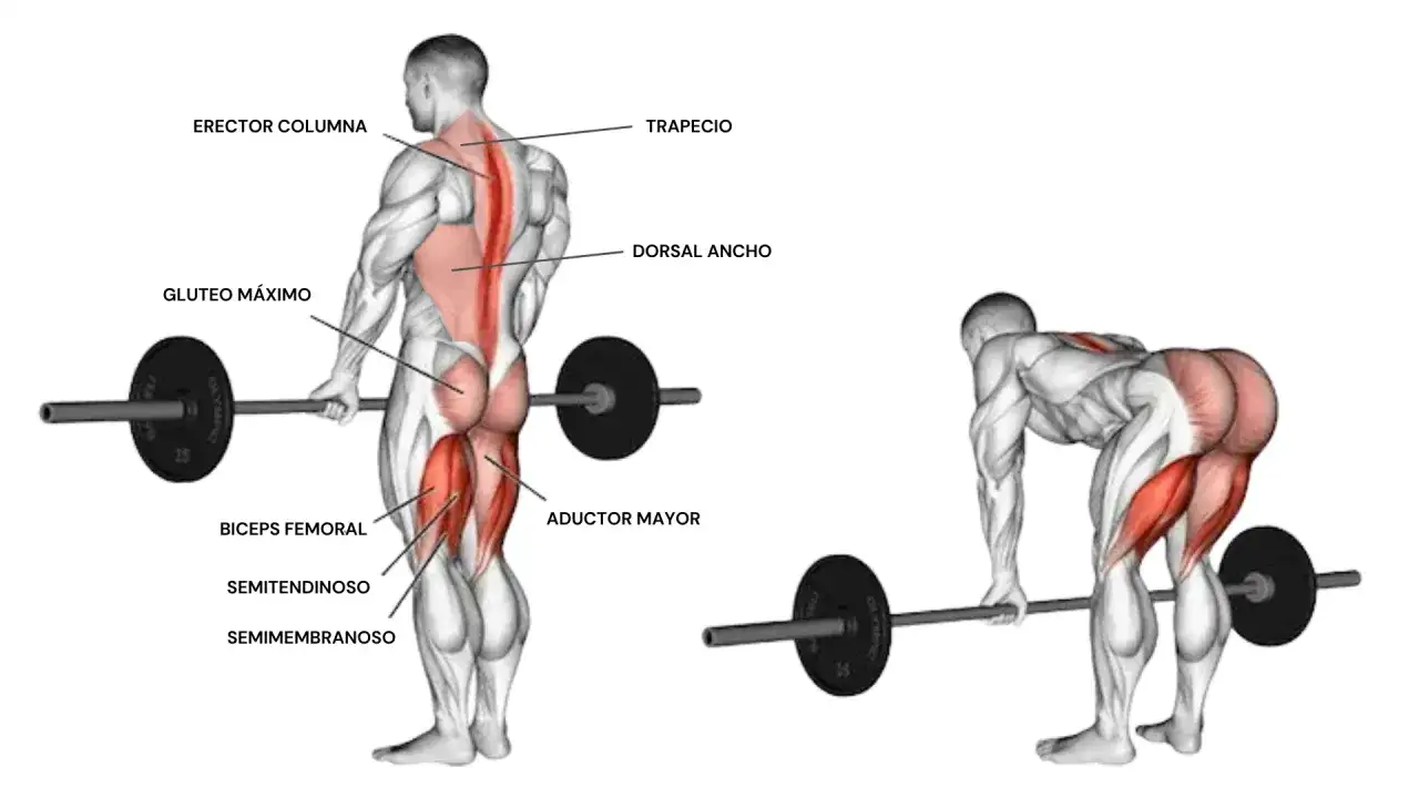 Anatomía muscular del peso muerto rumano, mostrando glúteos, isquiotibiales y espalda.