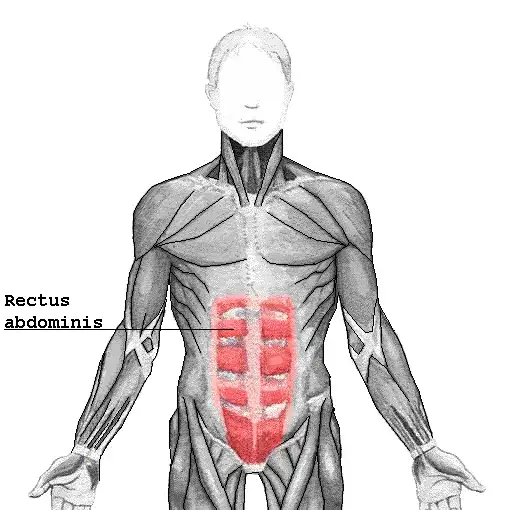 Zdjęcie Todo sobre el músculo recto del abdomen: anatomía, funciones y ejercicios