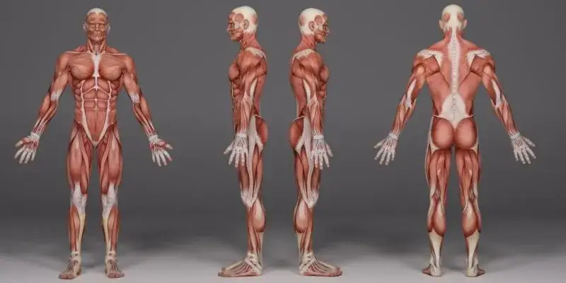 Zdjęcie Entiende el sistema muscular y su funcionamiento en el cuerpo humano