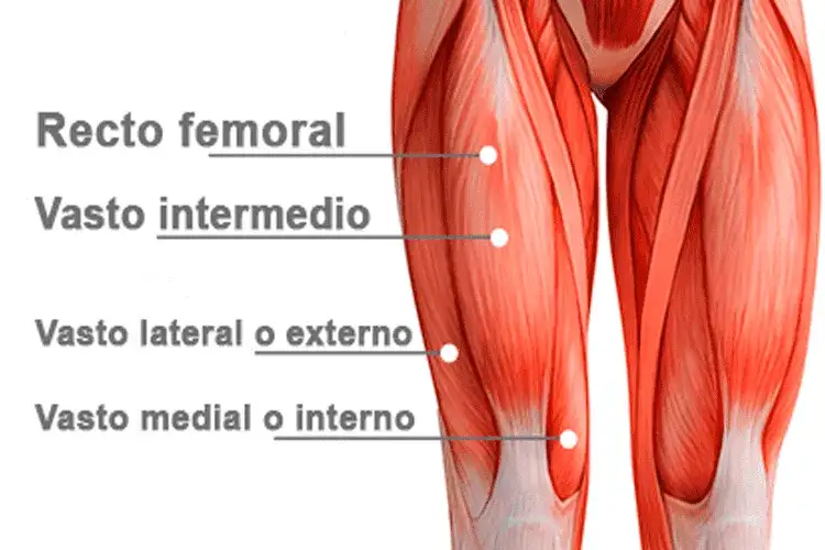 Zdjęcie Todo sobre los cuádriceps: músculos de la pierna y su importancia