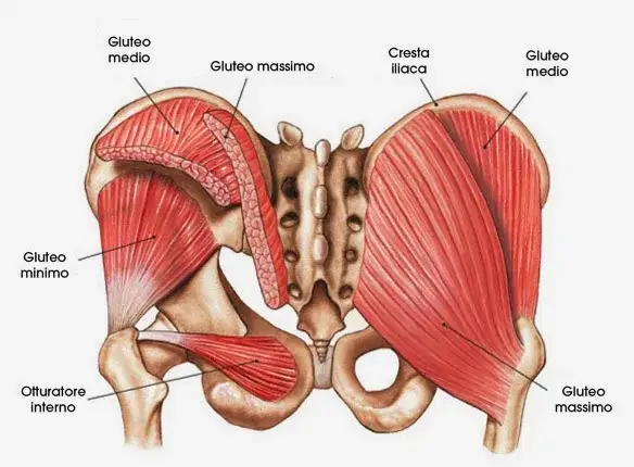 Zdjęcie Músculos cadera: conoce su función y cómo evitar lesiones comunes