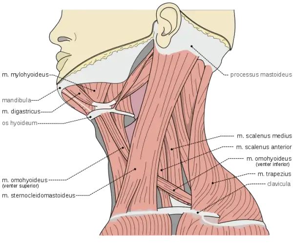 Todo lo que necesitas saber sobre los músculos del cuello y su función