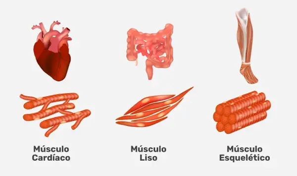 Tipos de músculo: conoce las diferencias entre esquelético, cardíaco y liso