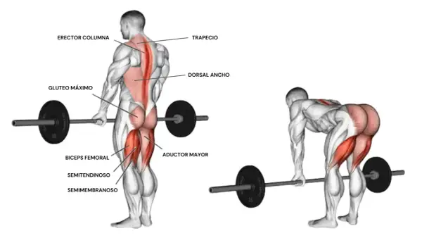 Anatomía muscular del peso muerto rumano, mostrando glúteos, isquiotibiales y espalda.