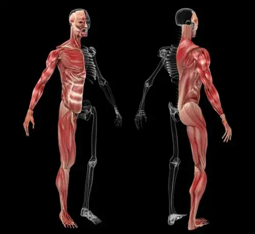 Qué porcentaje de músculos hay en nuestro cuerpo y su impacto en salud